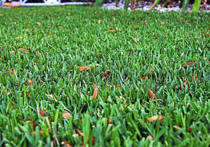 Palmetto St. Augustine Sod