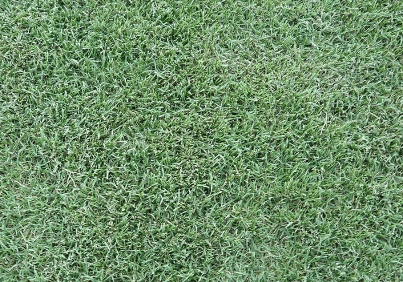 Celebration Bermuda Grass