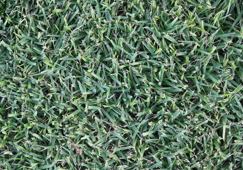 Empire Zoysia