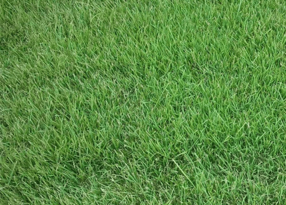 Palisades Zoysia