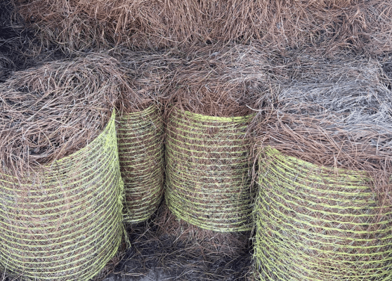 Rolled Pine Needle