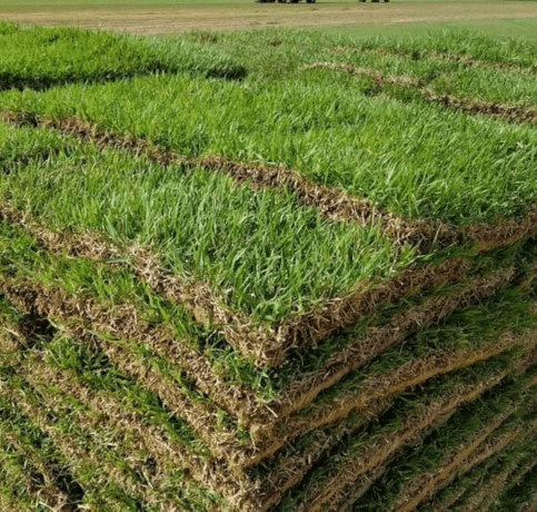 Sod in Lafayette, La