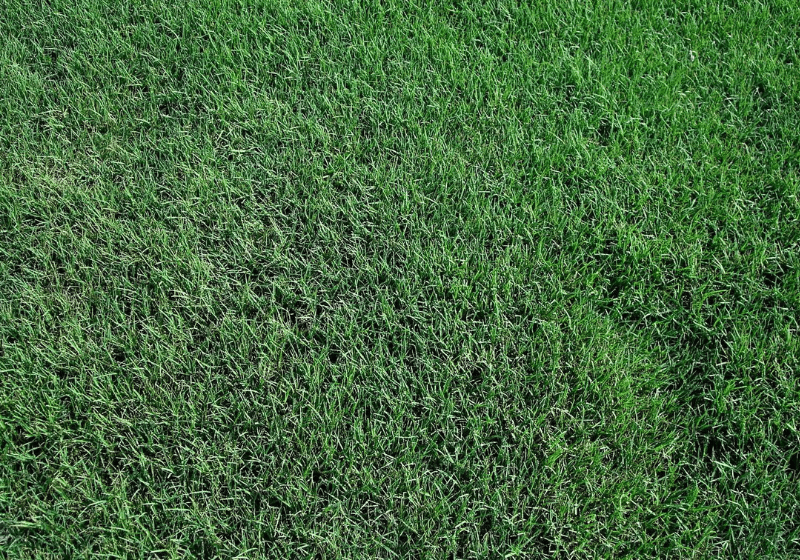 Tifway 419 Bermuda Grass